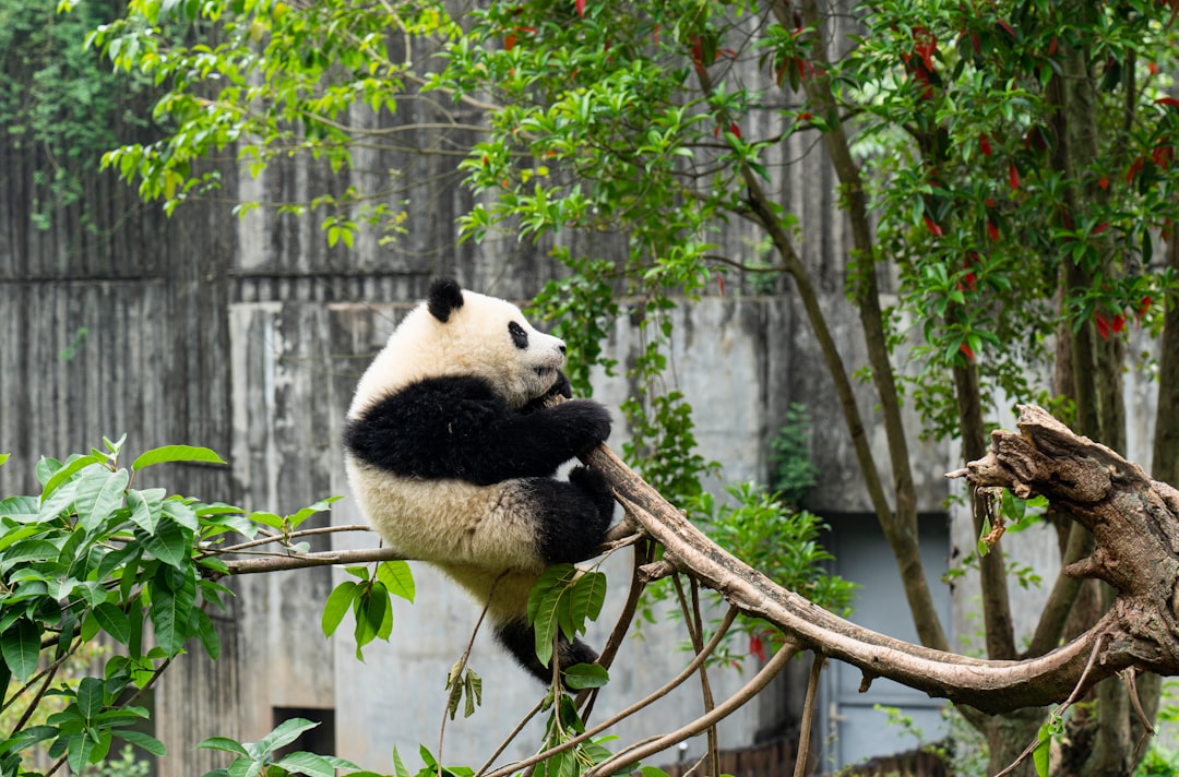 Chengdu Research Base of Giant Panda Breeding